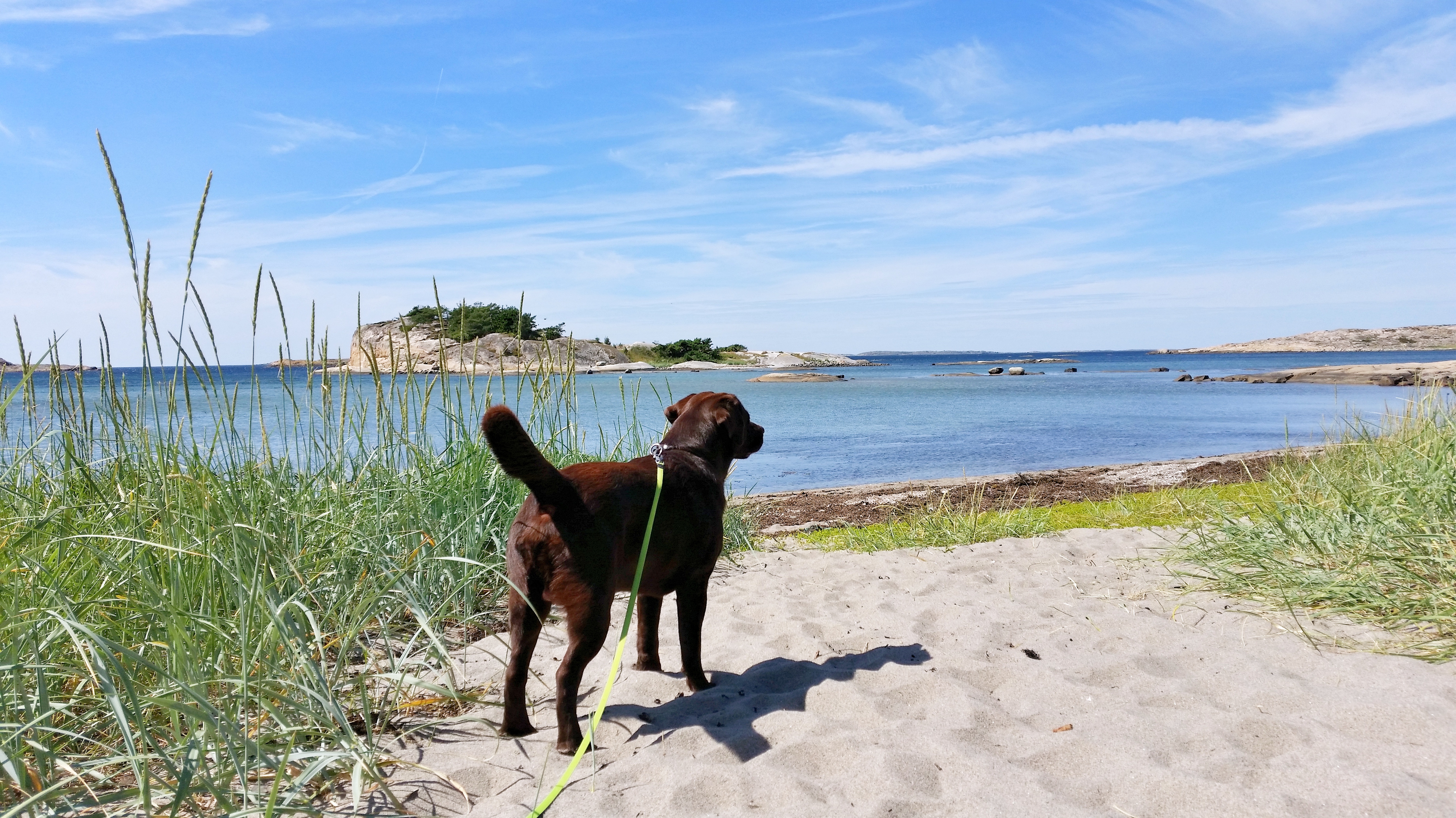 A dog on the beach Saltpannan, om the island Rossö