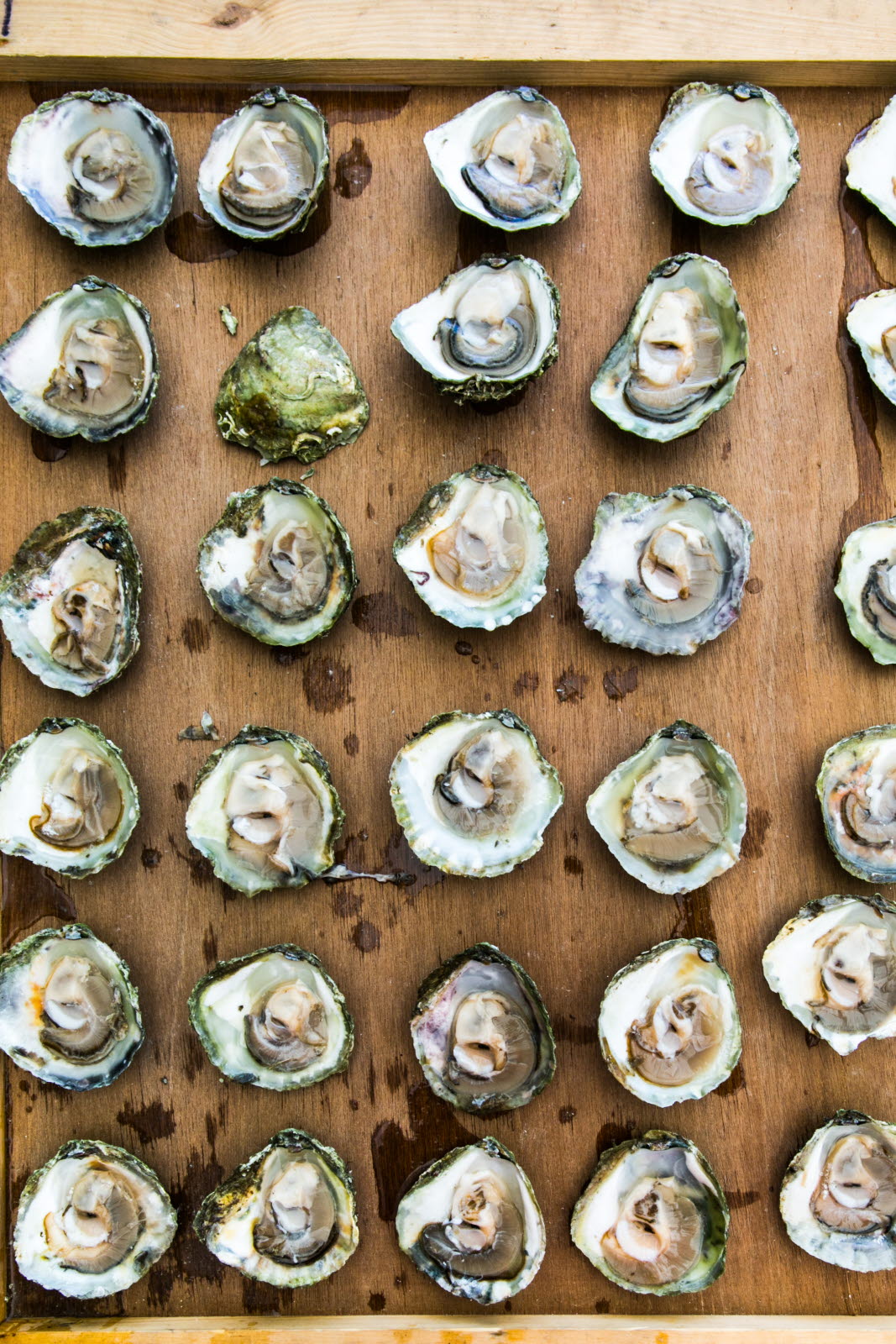 Ostron från Grebbestad