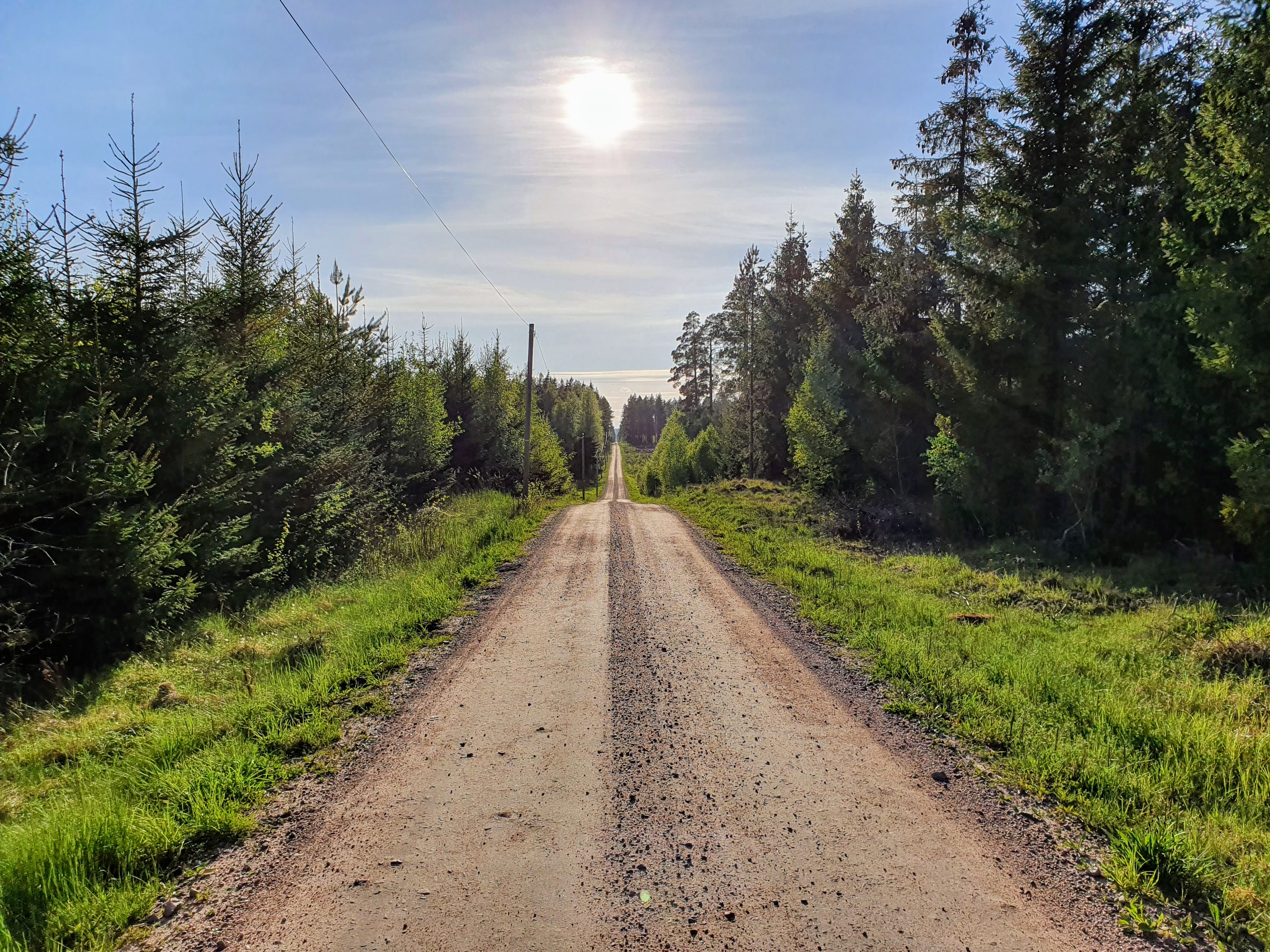 Gravel road through forest