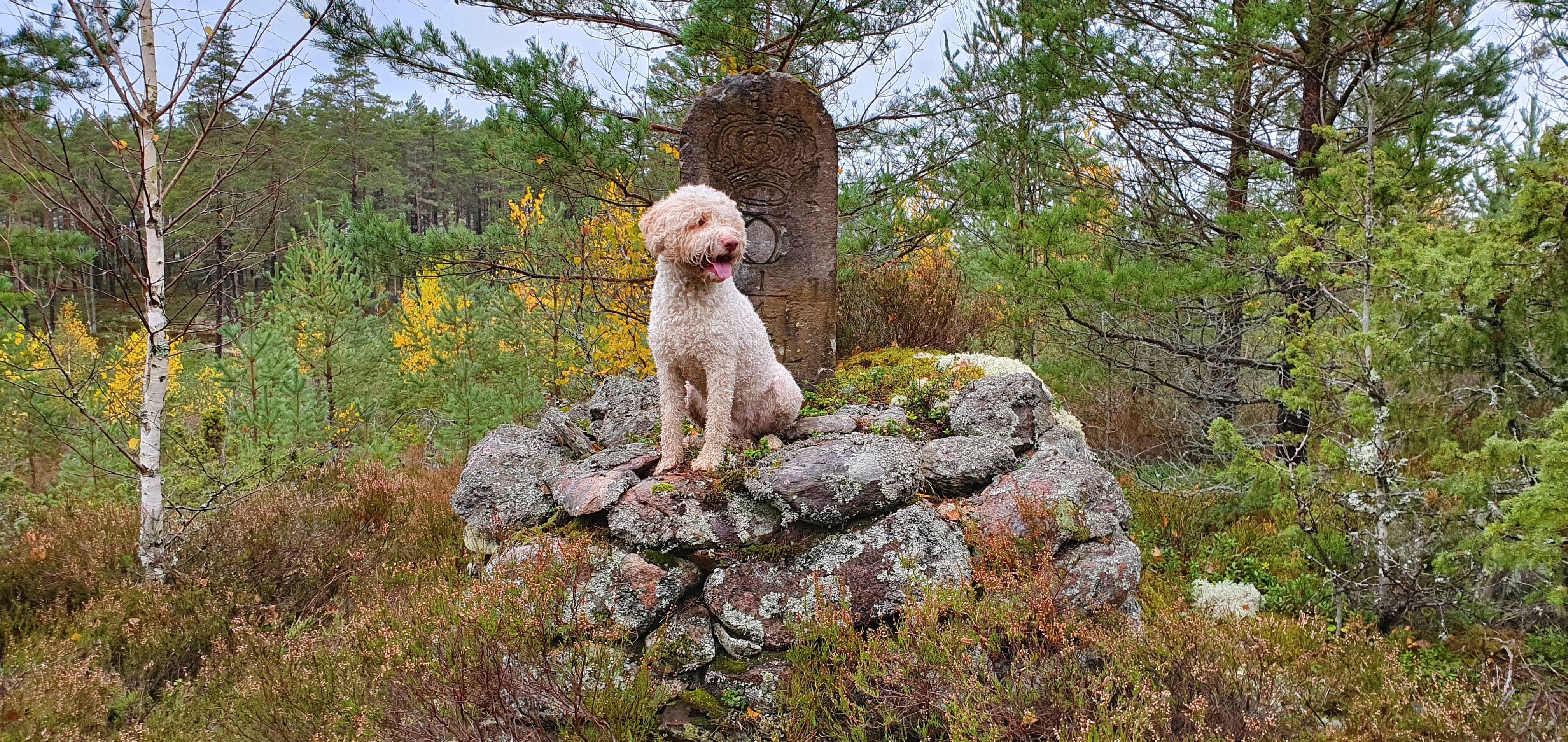 A dog sitting by a rock in the woods.