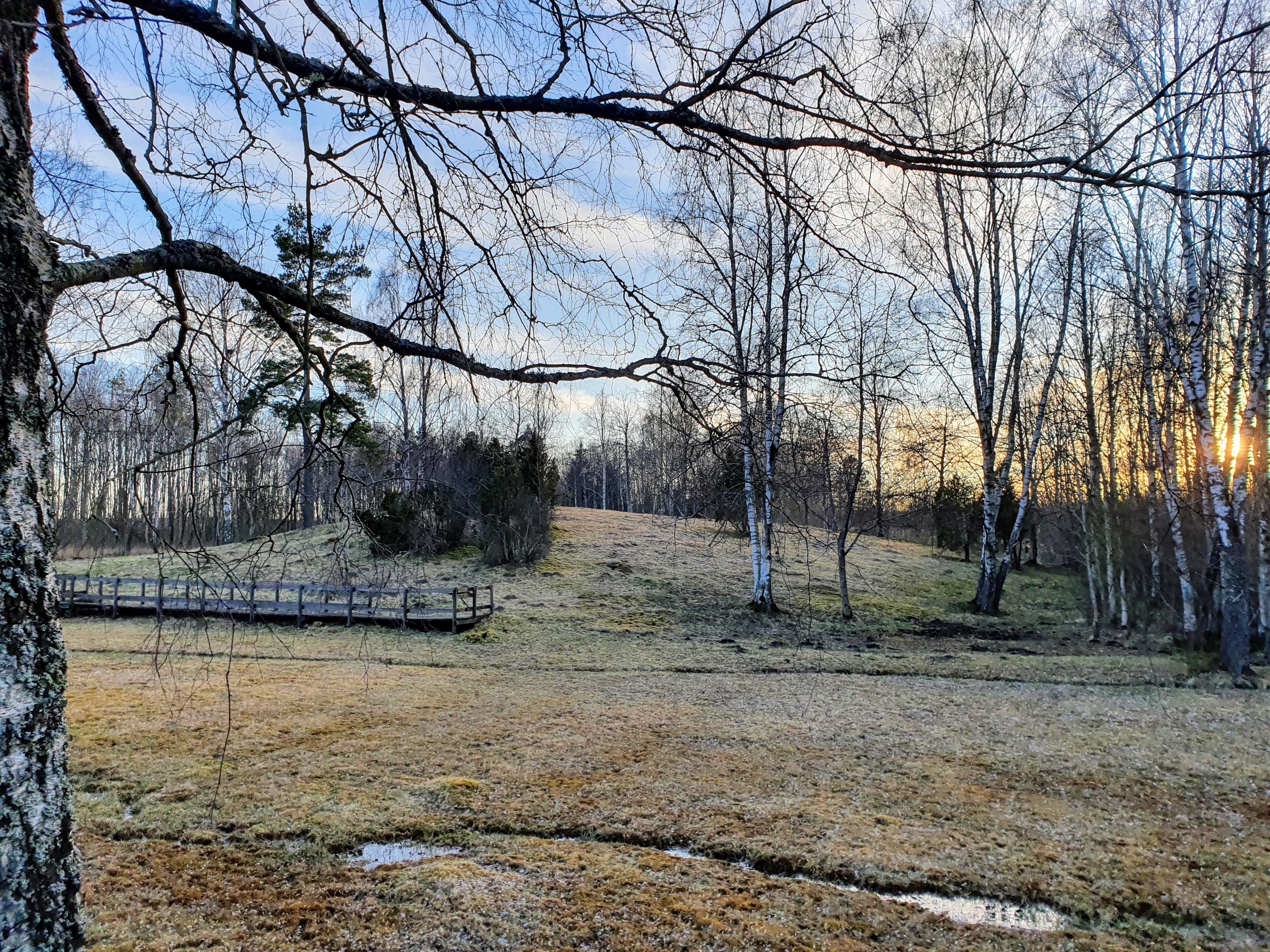 Lammevadskärret outside Tidaholm. Swamp with birch and hill.