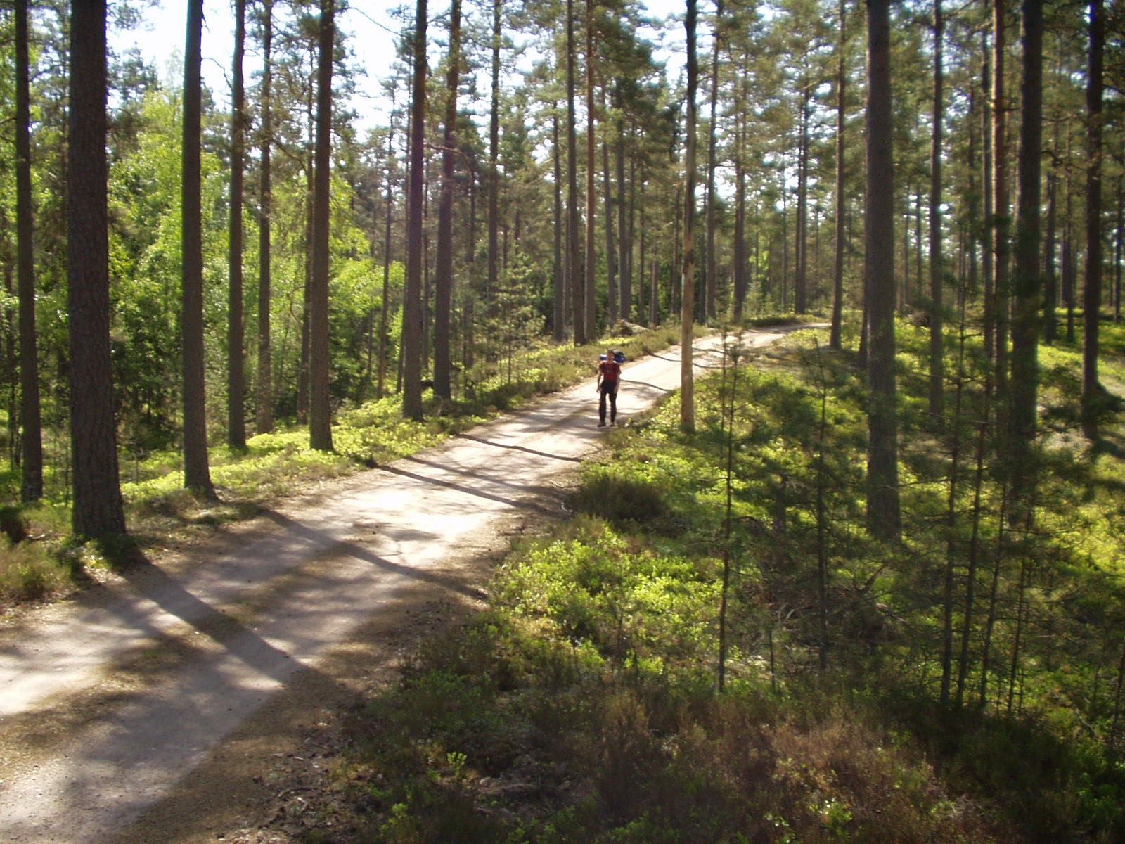 A person walking on a forest road in the Hökensås nature reserve.