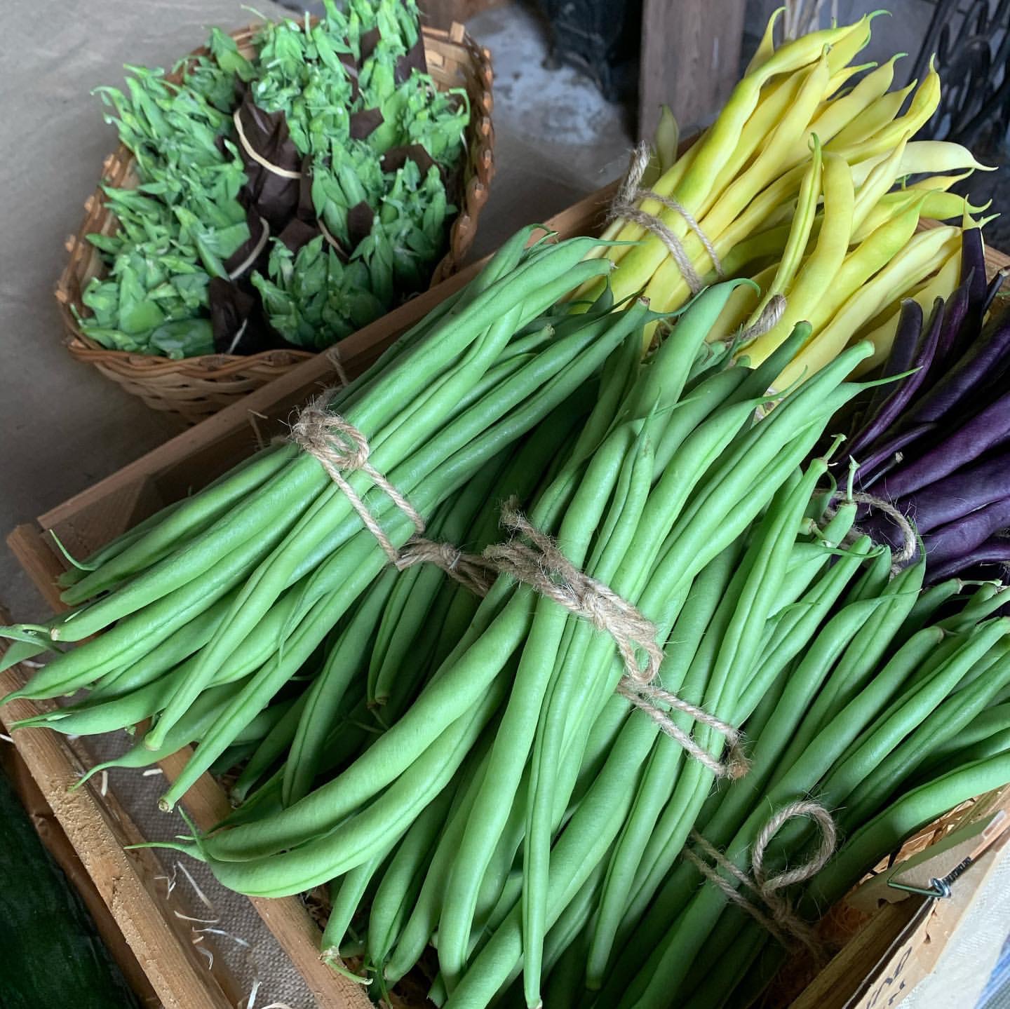 Green beans from Björnhyltans garden