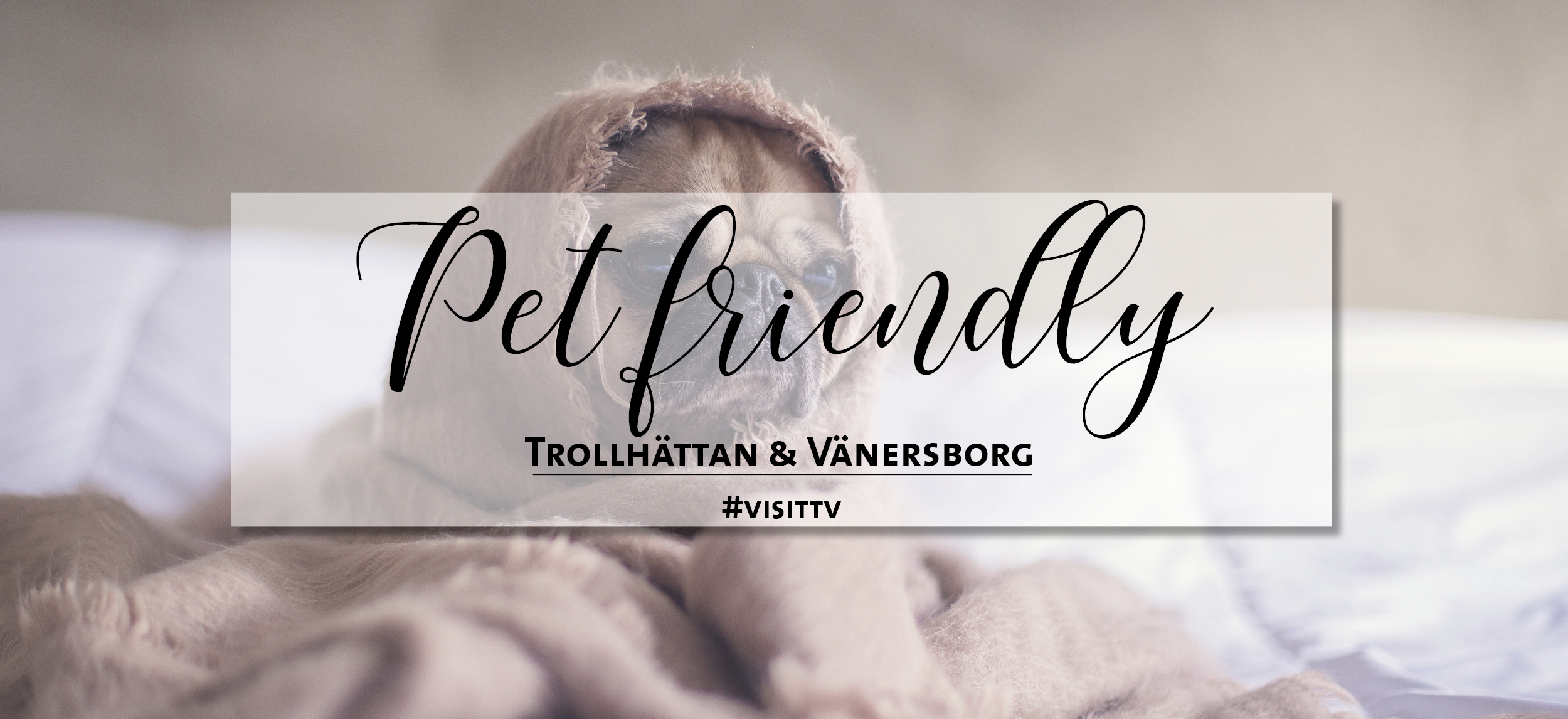 A dog under a blanket on a bed.