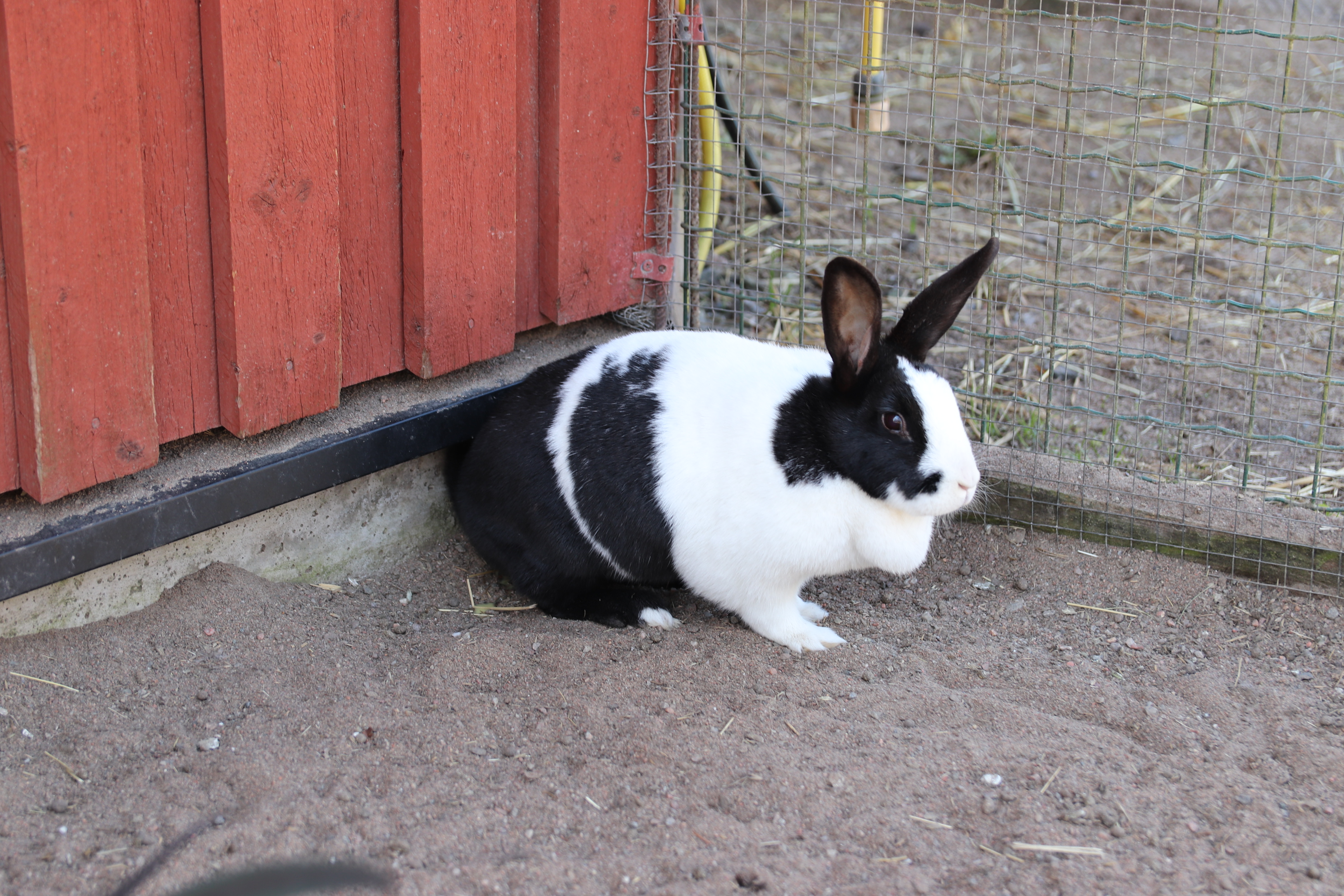 Black-and-white rabbit