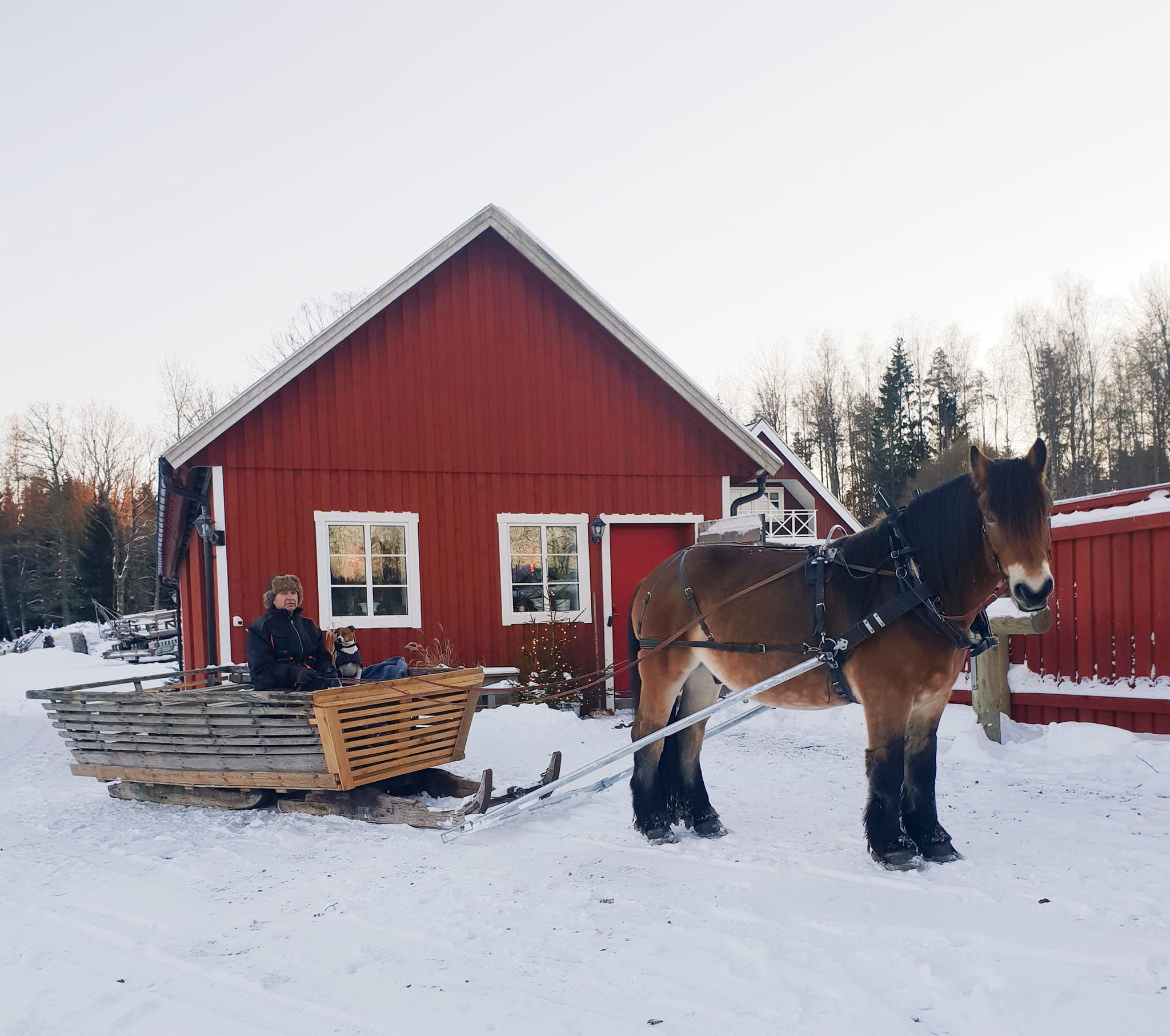 A horse dragging a slead on snowcovered ground.