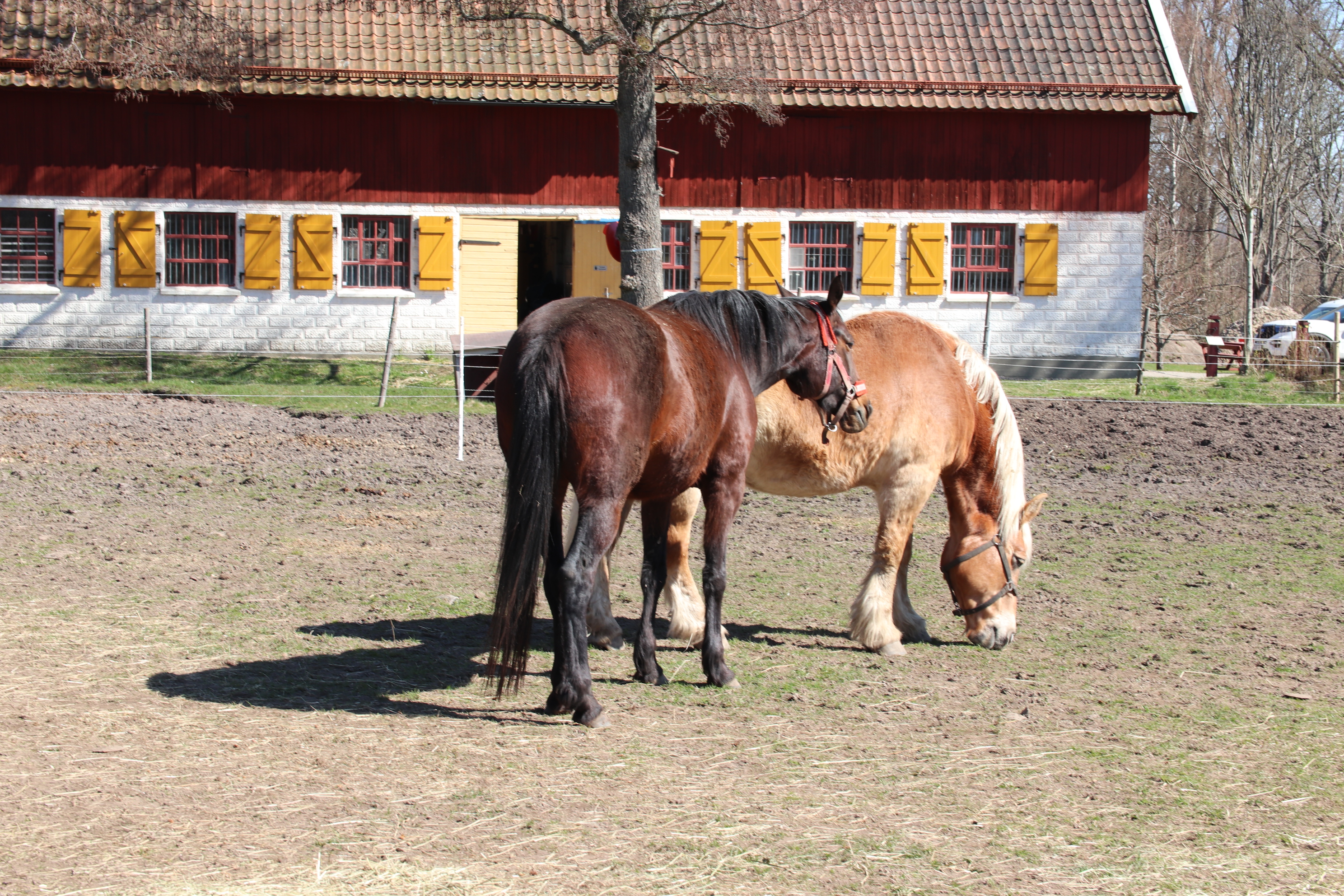 Horses at Vårvik Farm