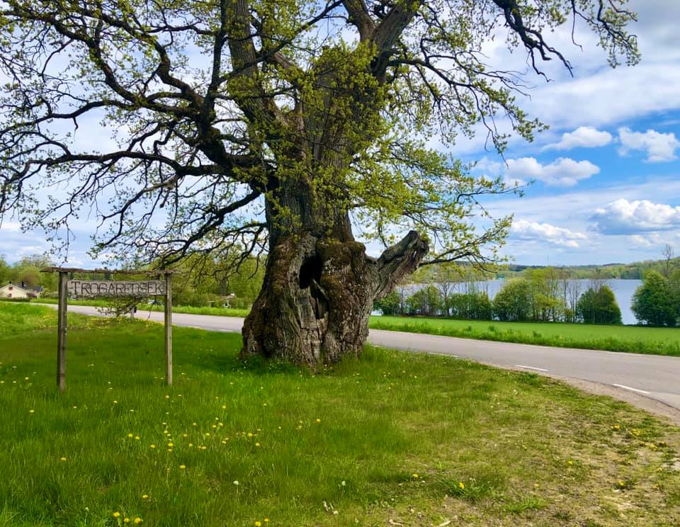 Road with green grass with a tree