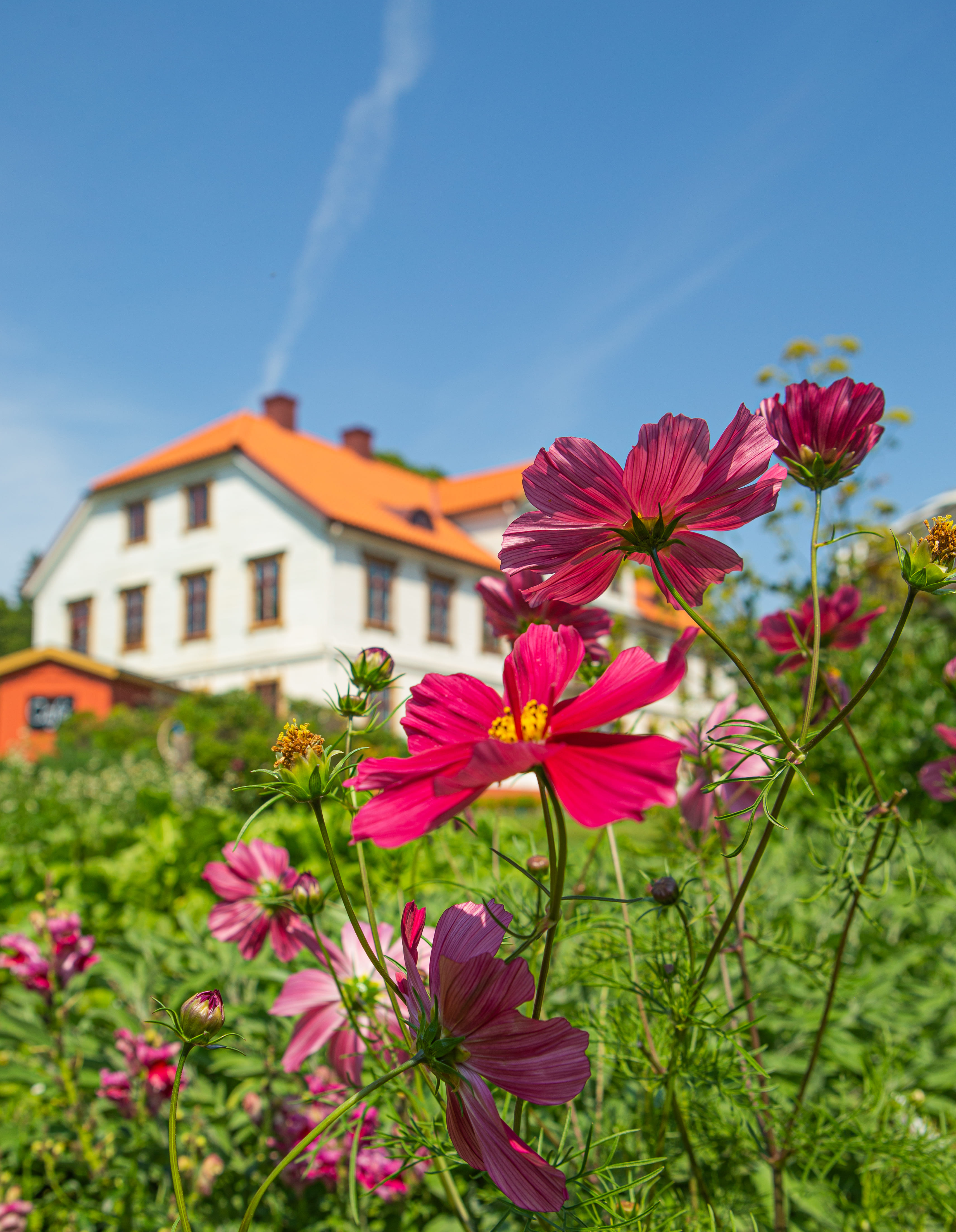 Flowers in the garden in front of Årås 