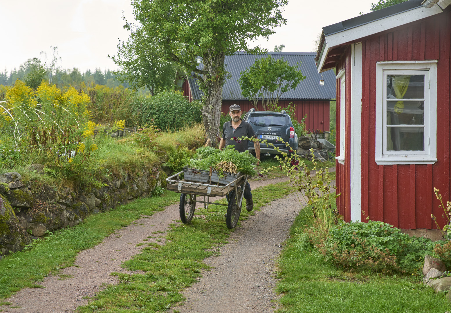 Person pulls a cart with vegetables on a farm
