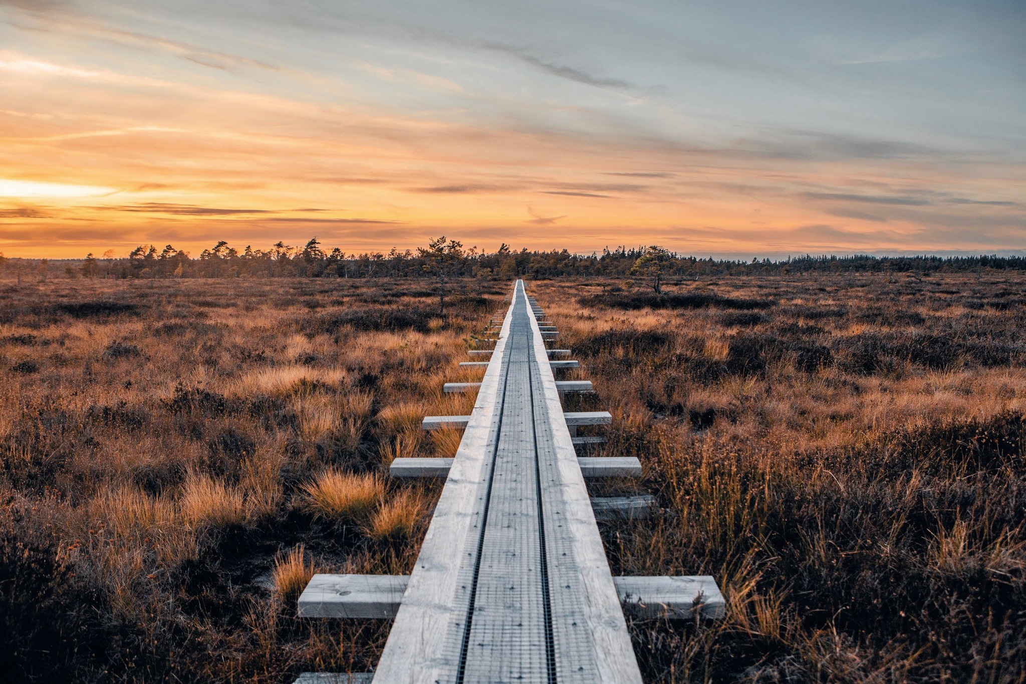 Wooden plank over a bog in beautiful autumn light